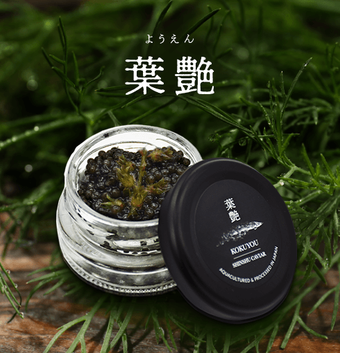 葉艶 (15g) + 蝶鮫のしゃぶしゃぶセット