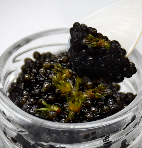 黒耀 信州キャビア 葉艶 (15g)　定期購入