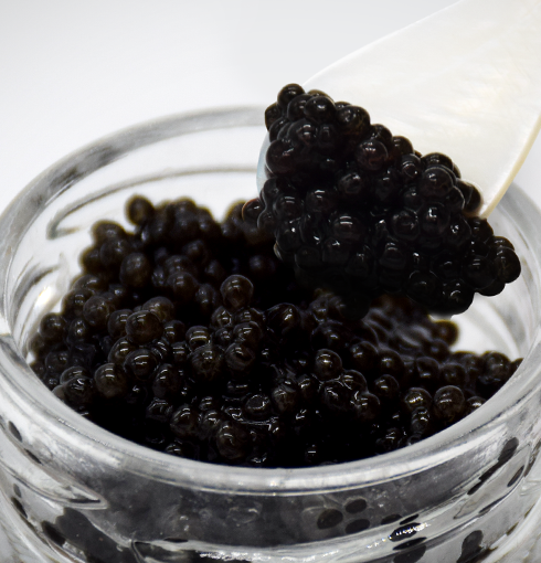 黒耀 信州キャビア 塩香 (20g)　定期購入